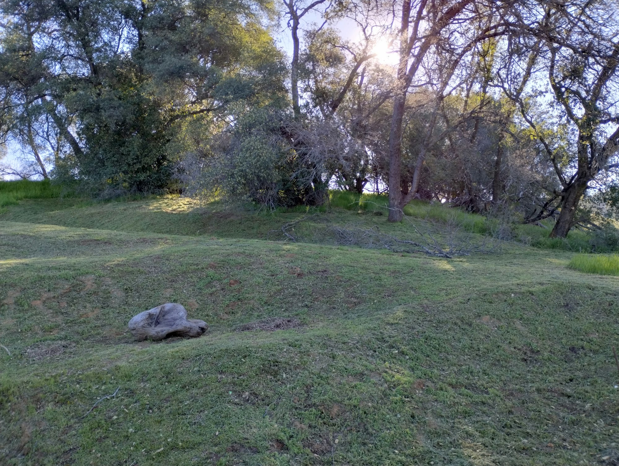 A grassy landscape with a rock and trees under sunlight.