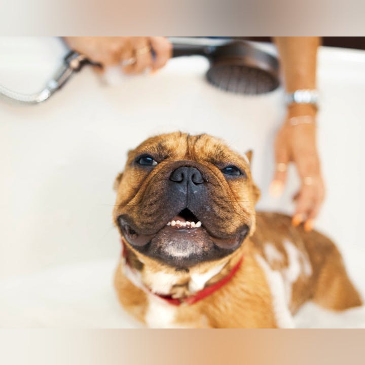 A happy dog in a bathtub being showered by a person.