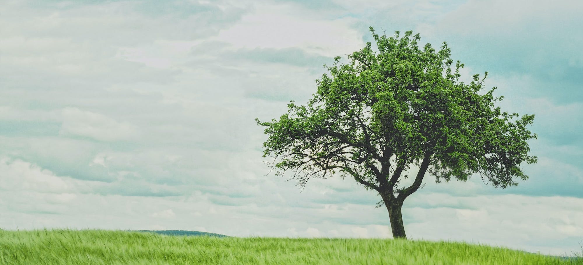 A solitary tree stands in a field of green grass under a cloudy sky.