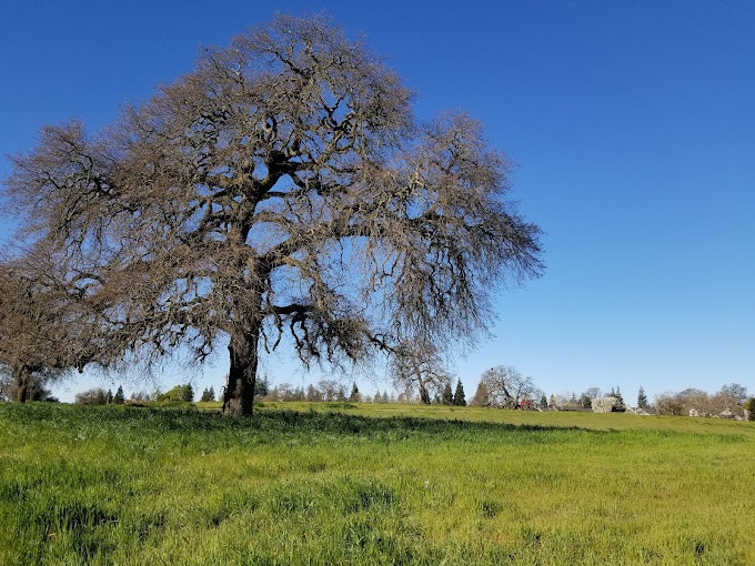 May contain: plant, tree, tree trunk, field, grassland, nature, outdoors, oak, grass, and sycamore