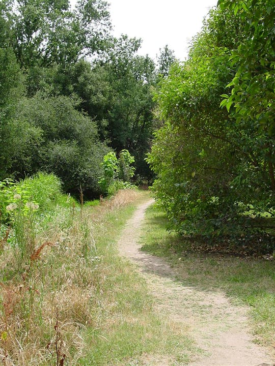 May contain: gravel, dirt road, road, path, trail, ground, plant, and tree