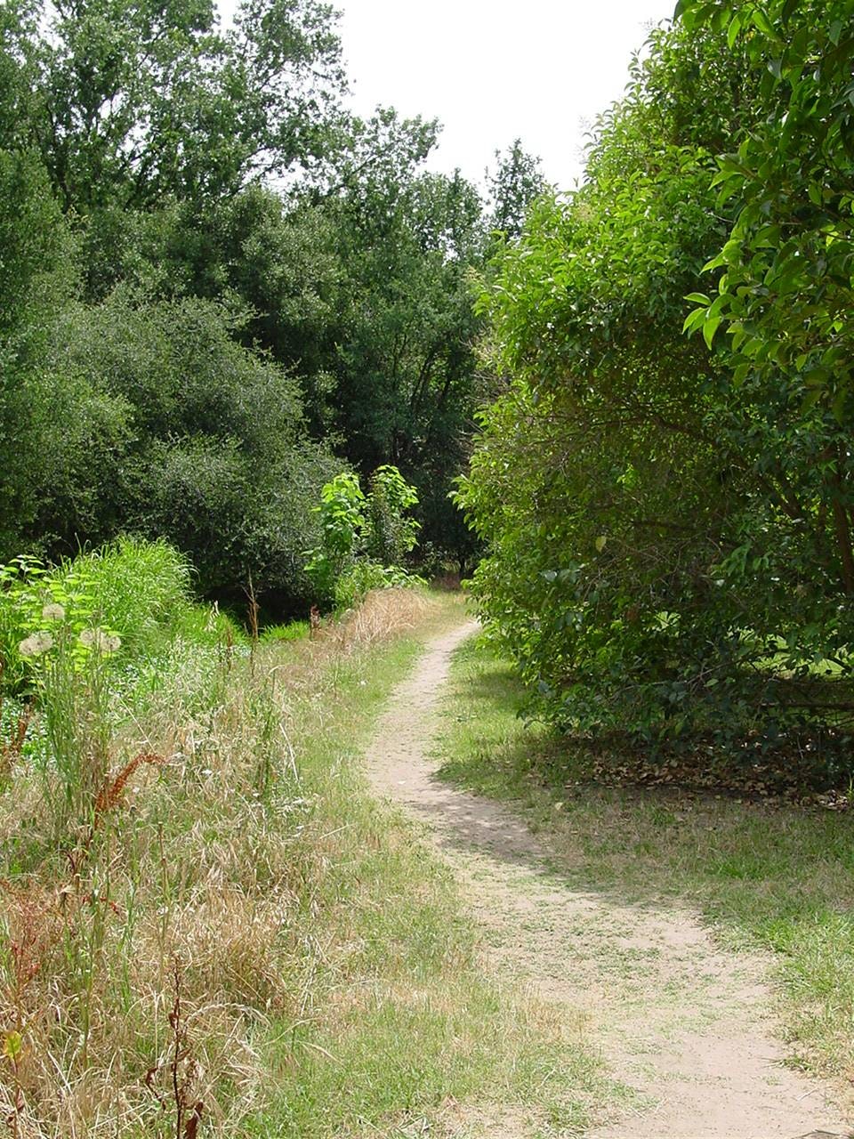 May contain: gravel, dirt road, road, path, trail, ground, plant, and tree