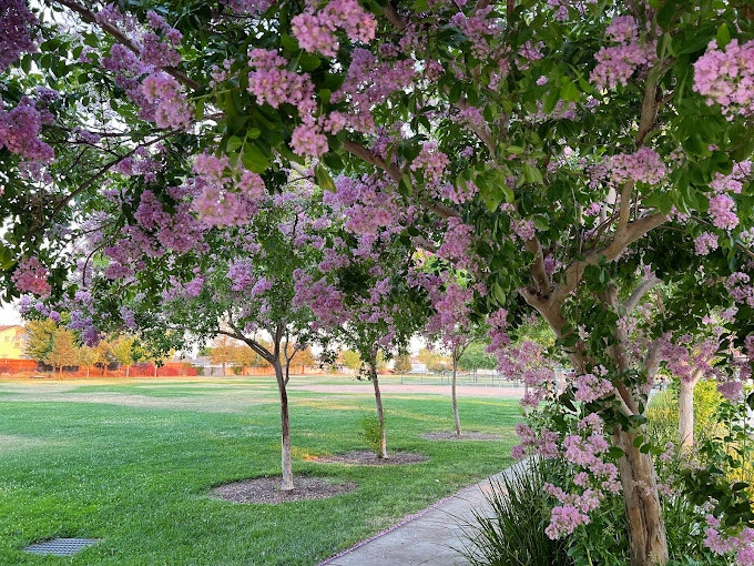 May contain: grass, plant, nature, outdoors, park, garden, arbour, flower, tree, vegetation, and lawn