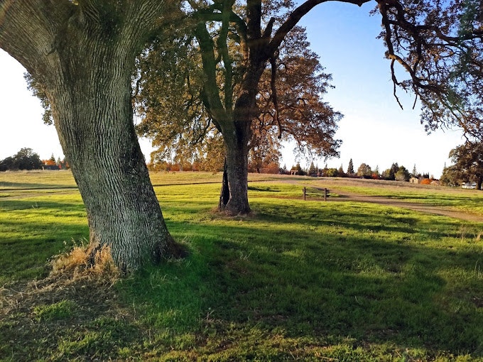 May contain: plant, tree, tree trunk, grass, nature, outdoors, park, field, grassland, and vegetation