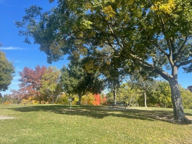 May contain: grass, nature, outdoors, park, plant, tree, and autumn