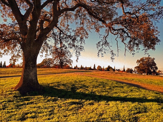 May contain: plant, tree, grass, nature, outdoors, park, tree trunk, landscape, scenery, and autumn