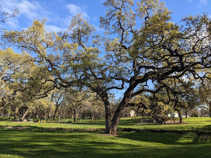 May contain: plant, tree, tree trunk, grass, nature, outdoors, park, oak, bench, and furniture