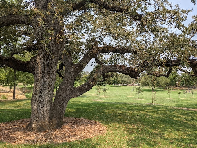 May contain: plant, tree, tree trunk, oak, grass, nature, outdoors, and park