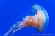 A jellyfish with long tentacles swims against a blue background.