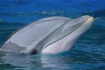 A dolphin partially submerged in water with a blue background.
