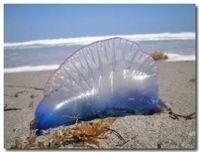A Portuguese man o' war on a sandy beach with seaweed and ocean in the background.
