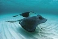 Two stingrays swimming underwater near the sandy ocean floor.