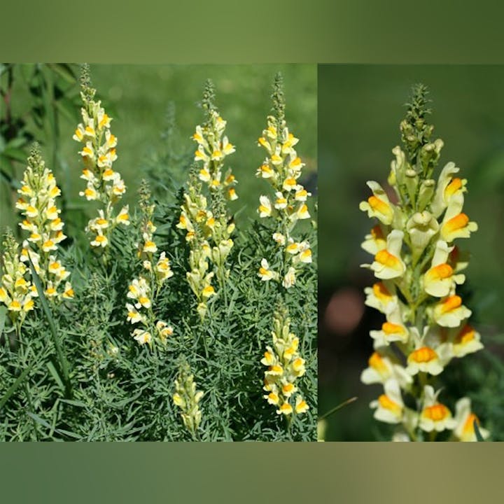 Yellow and white flowers with orange centers blooming on green stalks in a garden setting.