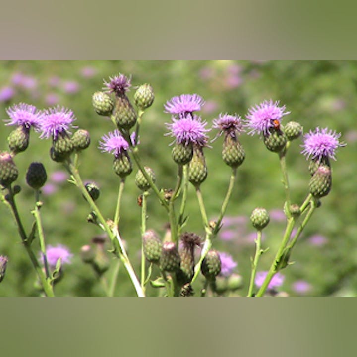 Purple thistle flowers and buds in a green field.