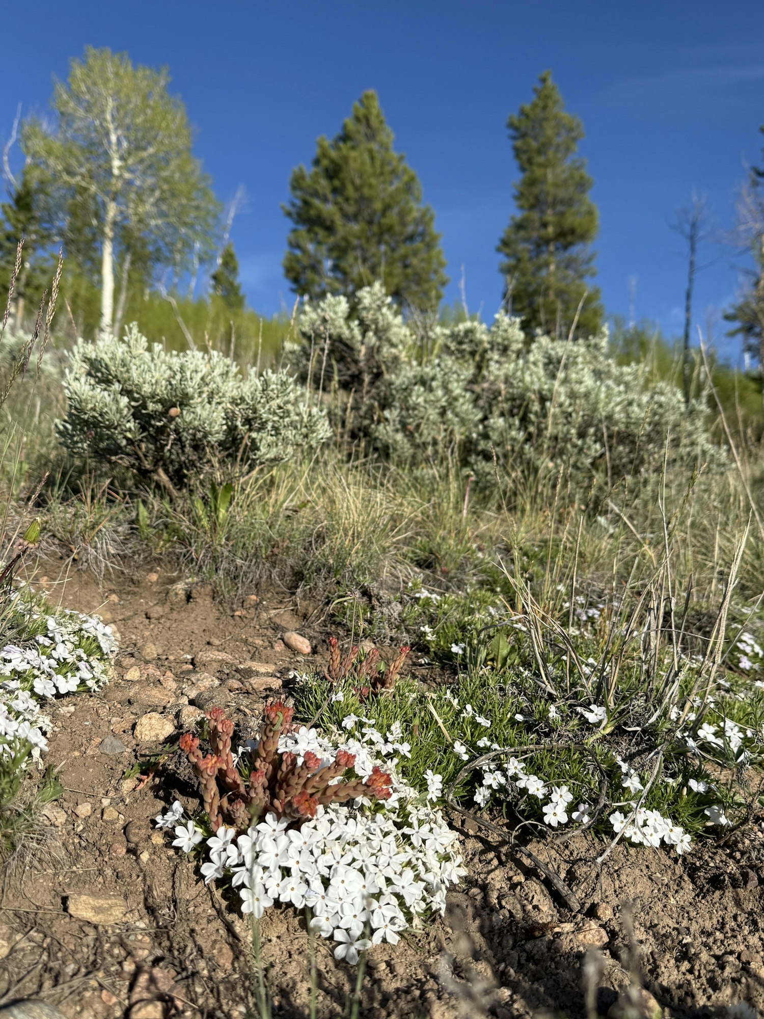 The image shows a patch of white flowers and some red-tinged plants in a green landscape with trees under a clear blue sky.