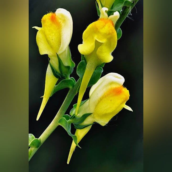 Yellow dragon-shaped flowers with green stems and leaves against a dark background.