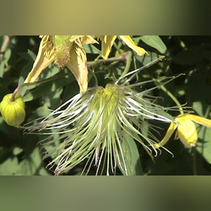 A close-up of a wilting flower with long, wispy green and white petals amid small yellow buds and green leaves.