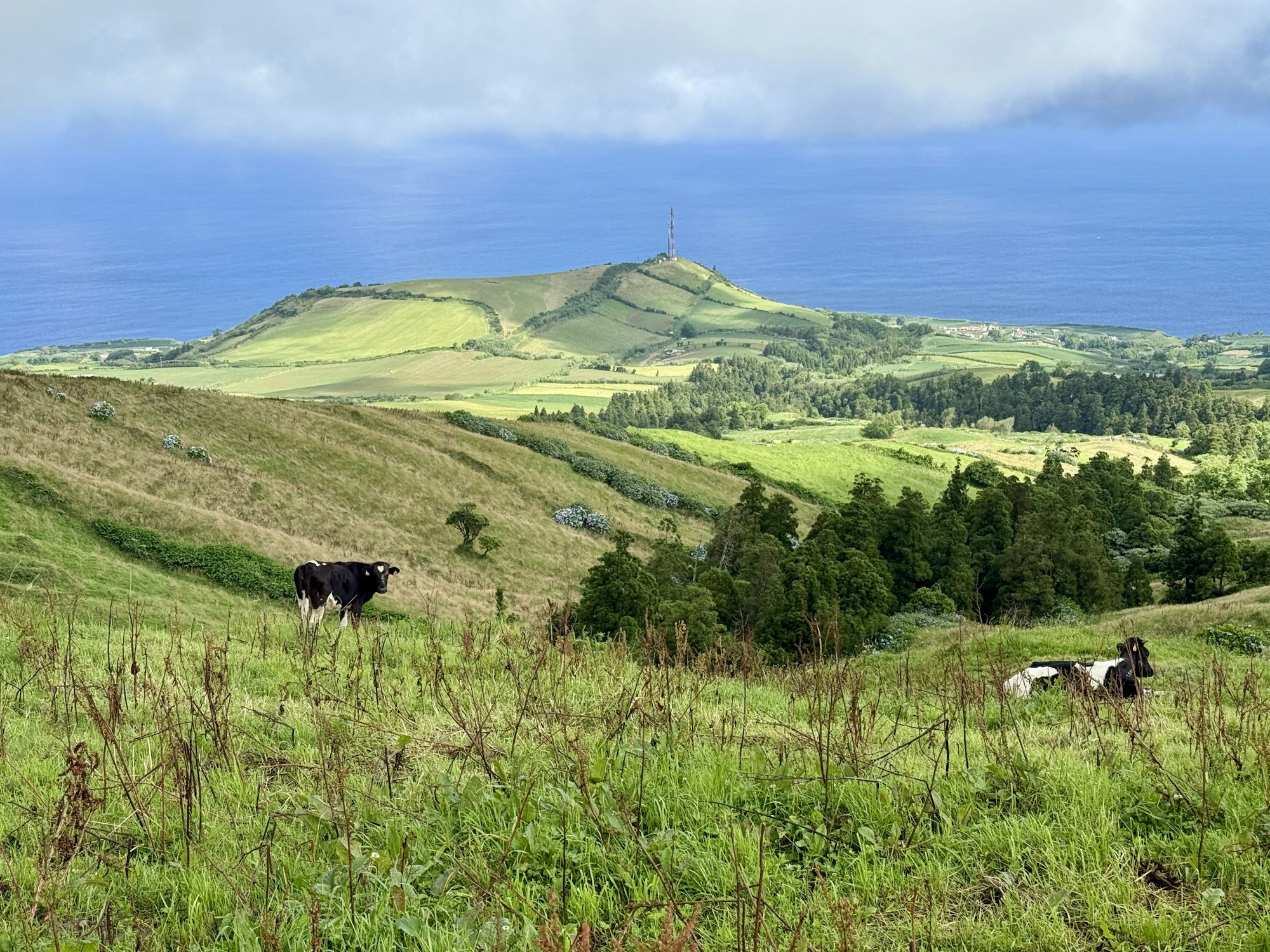 Two cows on a green hillside with patches of forest, overlooking hills and the ocean.