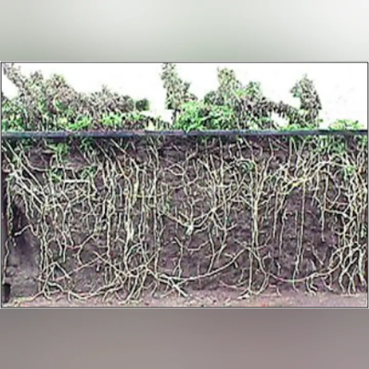 The image shows a cross-section of soil revealing tangled plant roots with greenery above, illustrating root growth patterns.