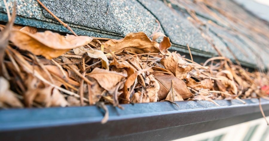 Gutter filled with dry leaves and twigs.