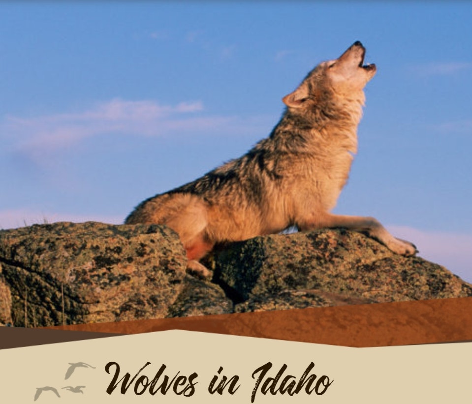A wolf howling while sitting on rocks under a blue sky, with text "Wolves in Idaho" below.