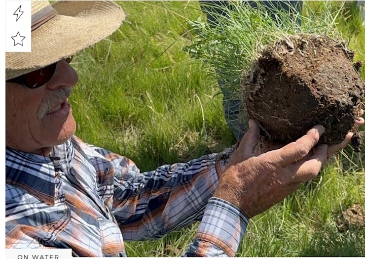 A person in a hat and plaid shirt examines a clump of grass with soil, in a field.