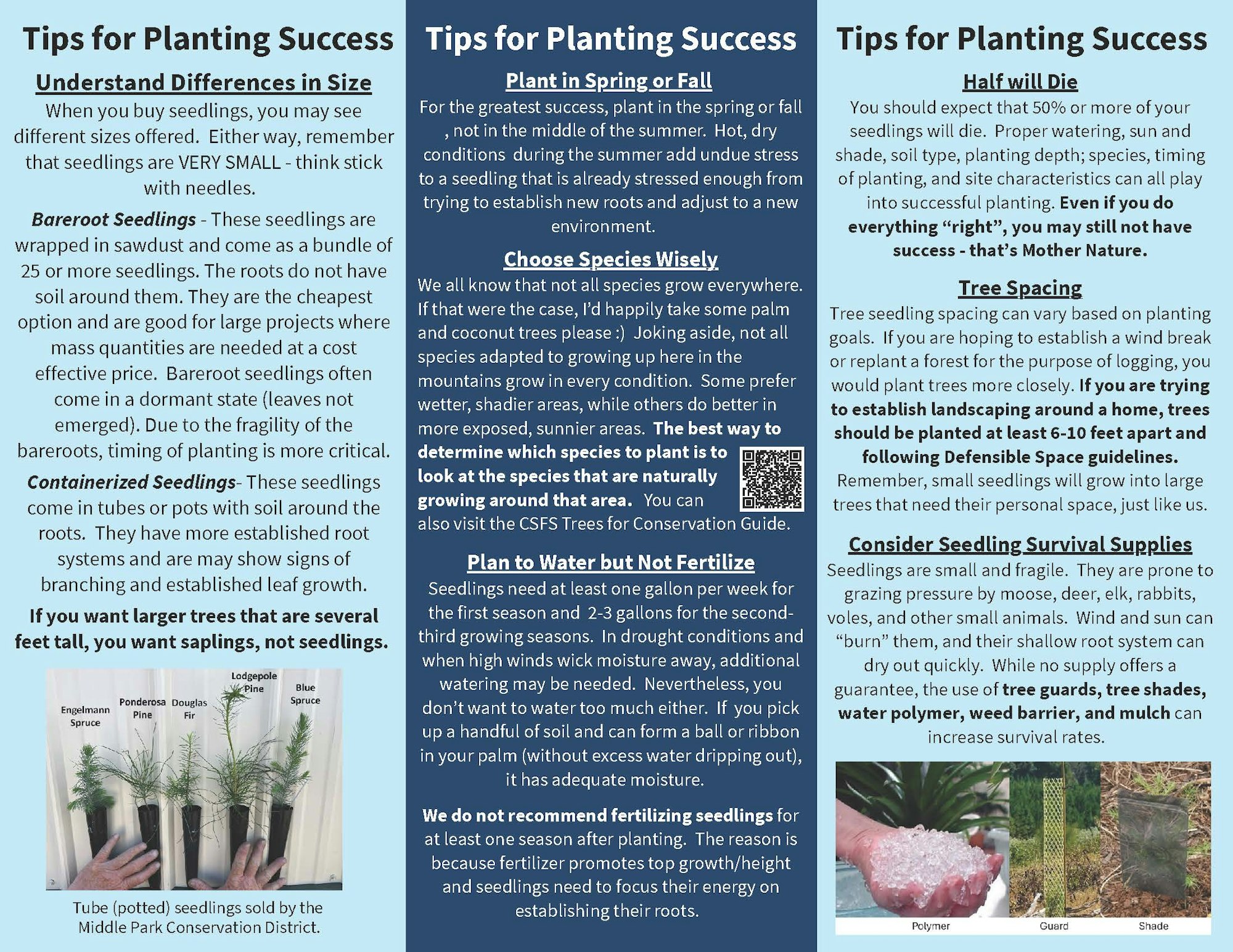 The image provides tips for successful planting, covering seedling types, watering, spacing, and survival supplies for optimal growth.