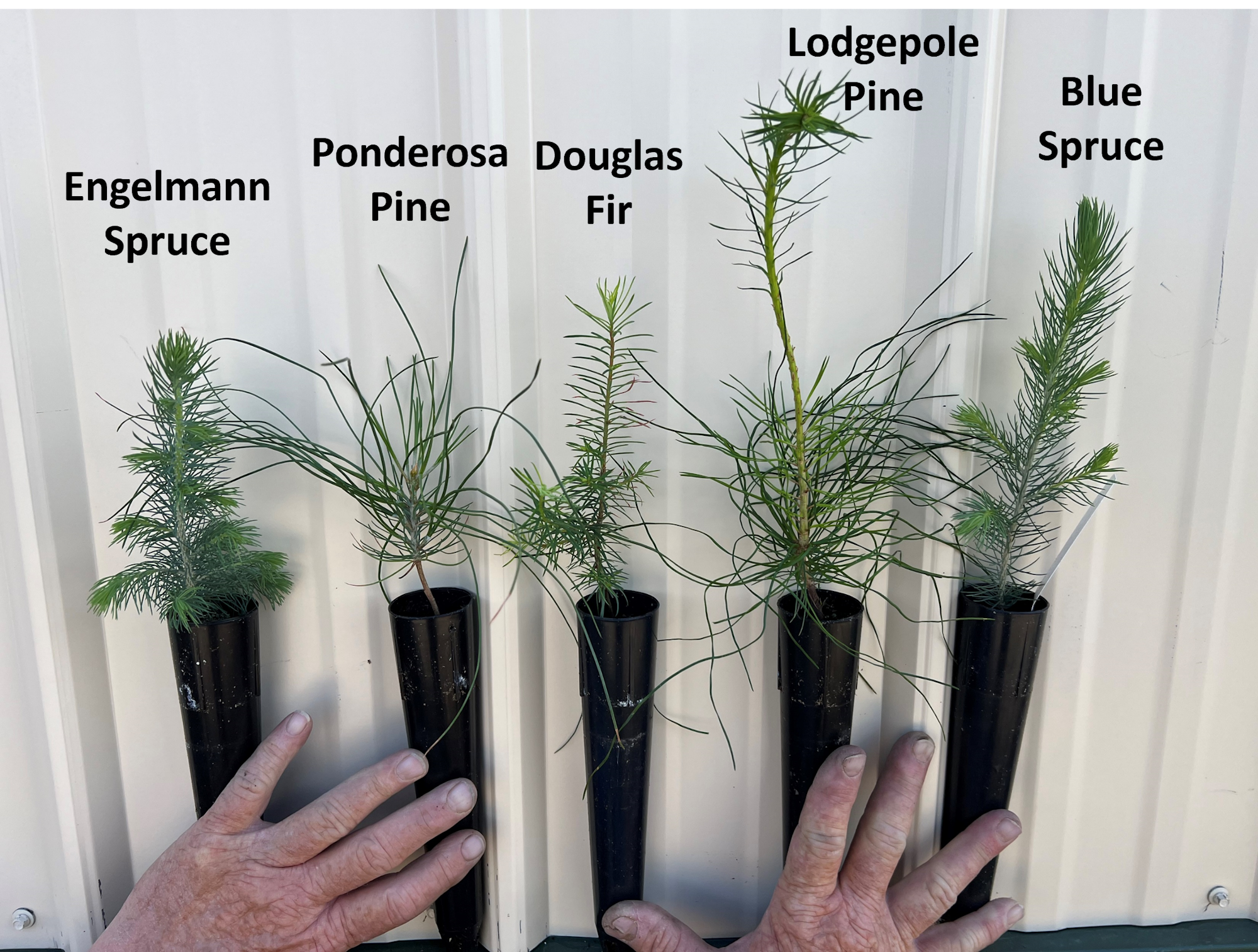 Five tree seedlings labeled Engelmann Spruce, Ponderosa Pine, Douglas Fir, Lodgepole Pine, Blue Spruce, displayed against a wall with a hand for scale.