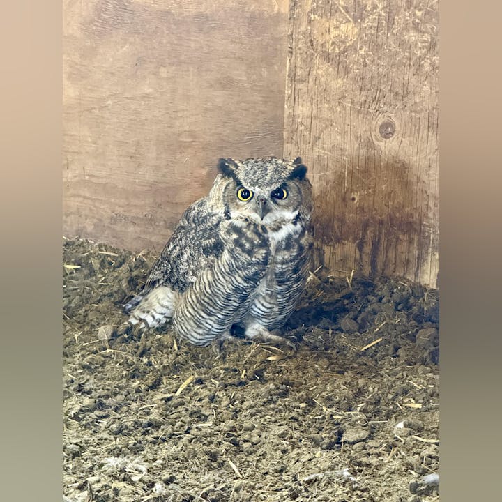 A close-up of an owl sitting on the ground in a rustic environment, showcasing its unique feathers and striking yellow eyes.