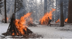 Controlled burn in a snowy forest, with piles of wood on fire and a person nearby.