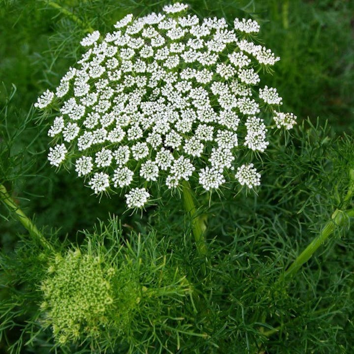 Close-up of a dill flower with delicate, small white blooms in a cluster against green foliage.