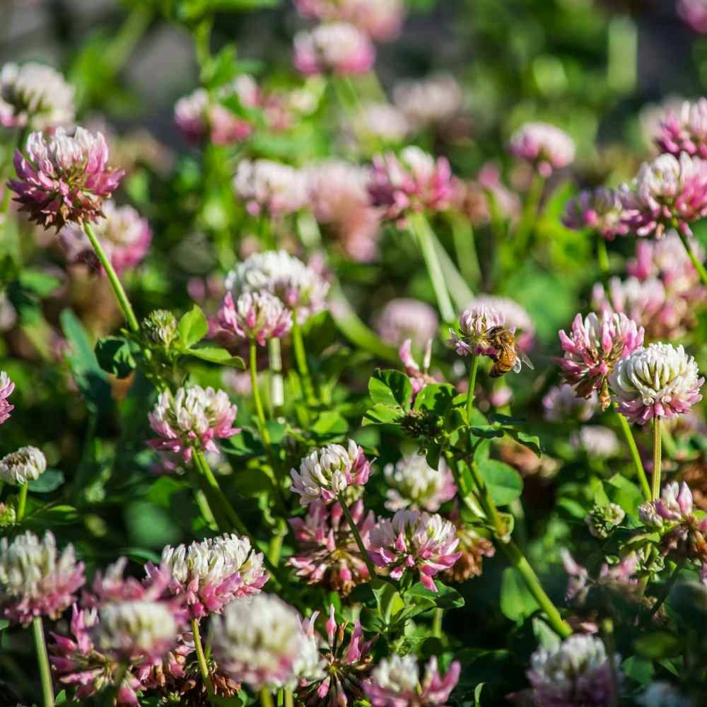A bee pollinates among blooming pink and white clover flowers in a lush green field.