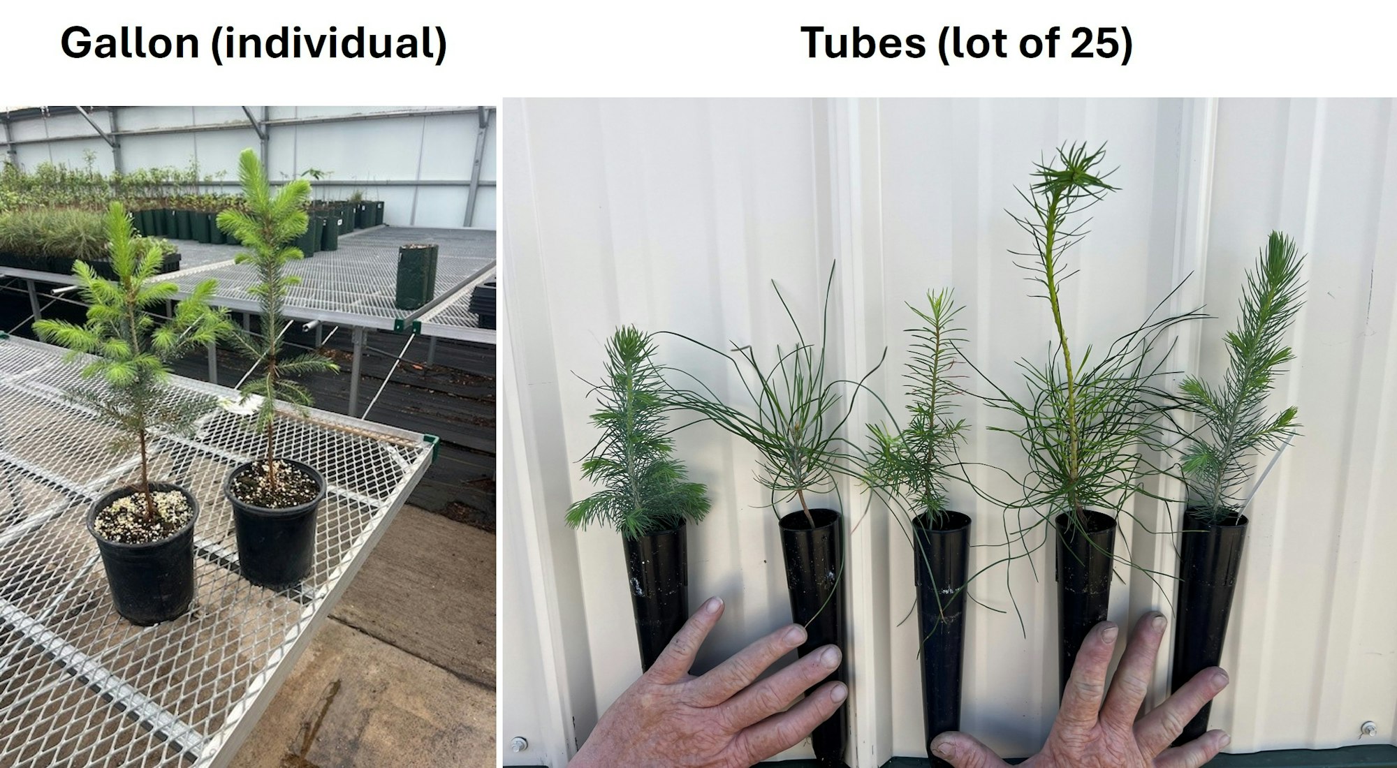 The image shows two types of plant containers: individual gallon pots on the left and a set of five tube containers on the right.