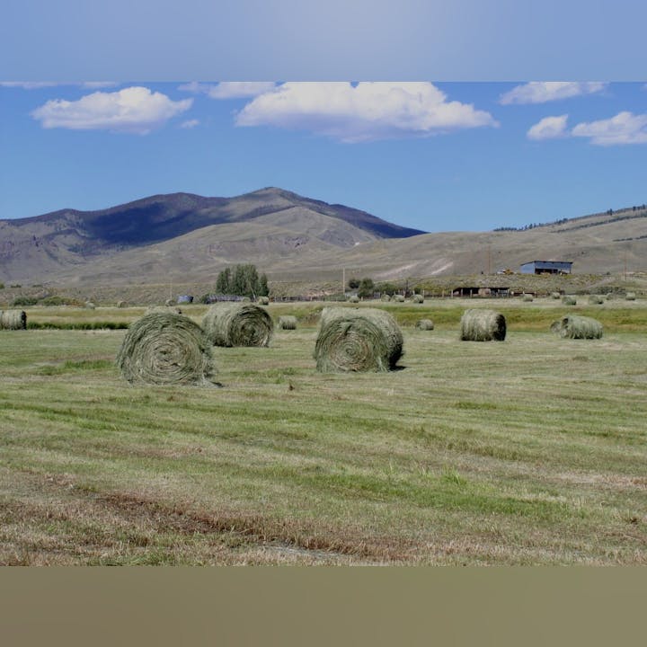 May contain: nature, outdoors, grass, plant, countryside, field, grassland, farm, pasture, rural, straw, scenery, animal, livestock, mammal, and sheep