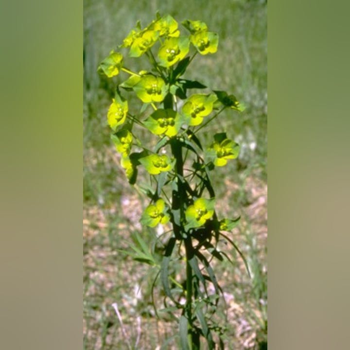 Tall green plant with yellow-green flowers, set against a blurred grassy background.