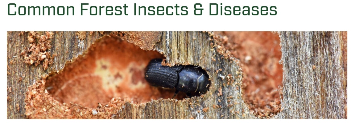 A beetle inside wood, under the title "Common Forest Insects & Diseases."