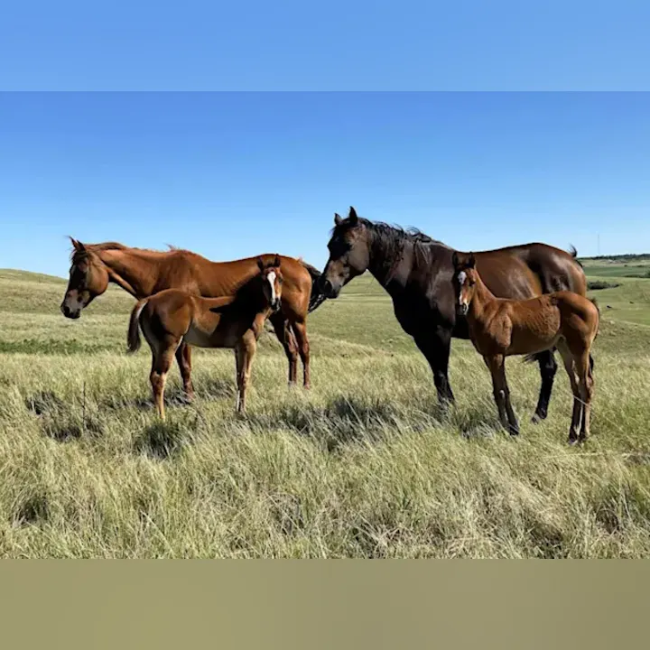 A group of horses, including adult horses and foals, stands together in a grassy field under a clear blue sky.