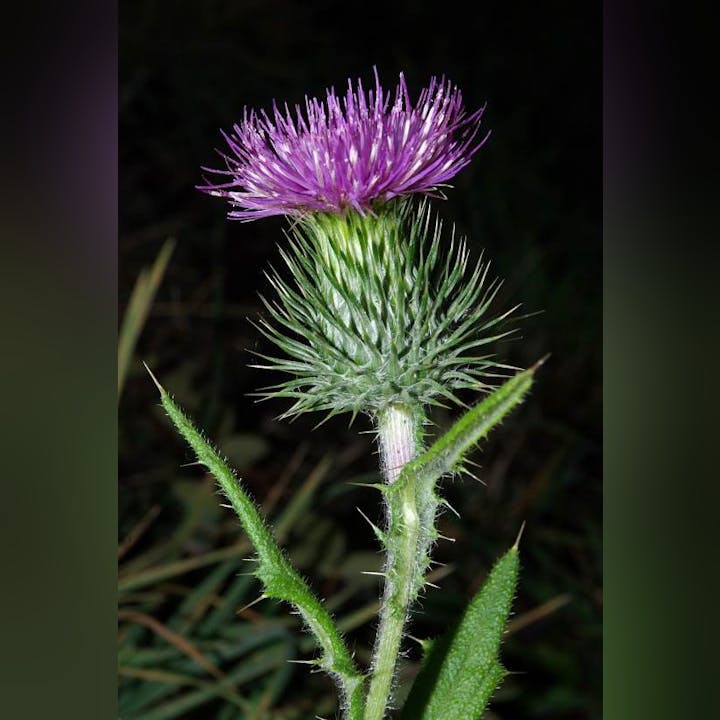 A close-up of a thistle with a spiky green stem and vibrant purple flower against a dark background.