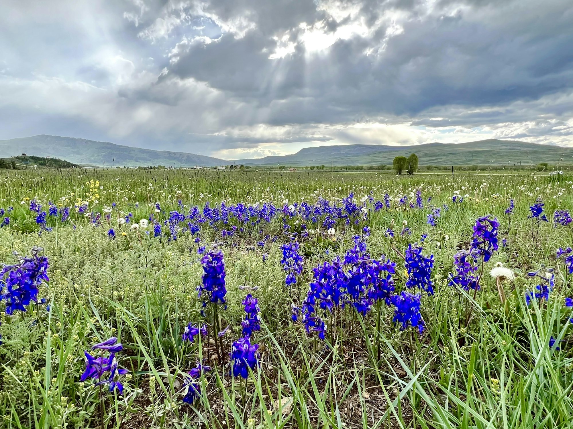 field of wildflowers