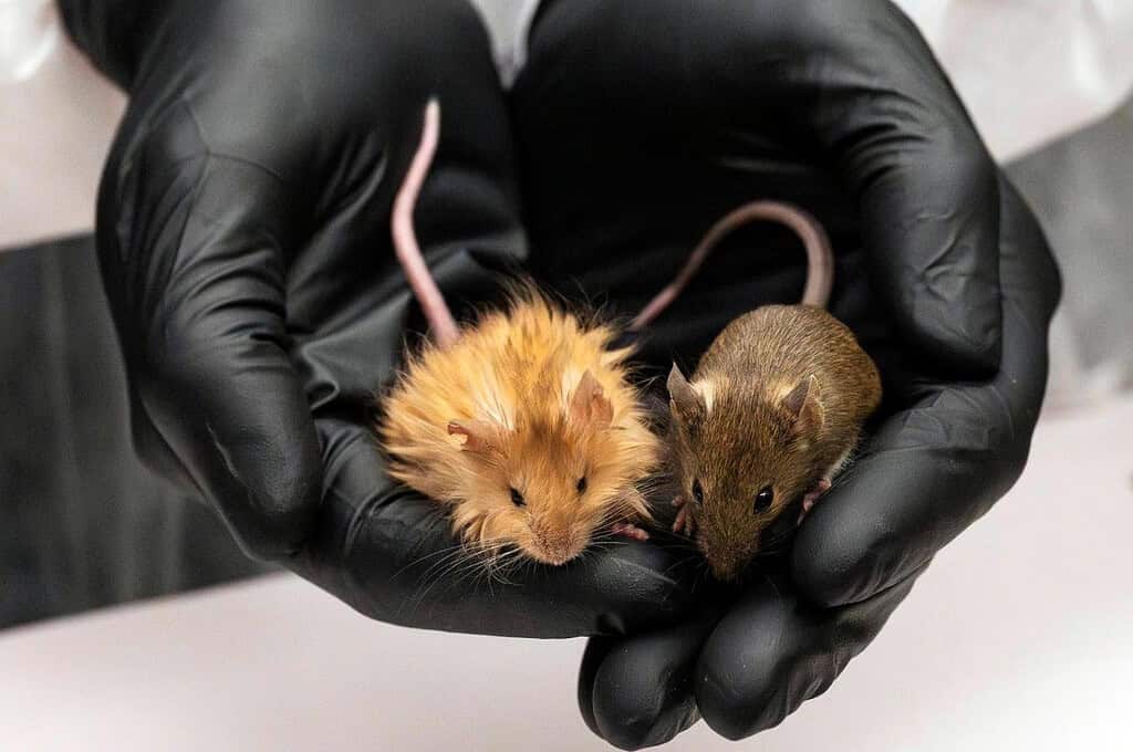 Gloved hands holding two mice, one orange and fluffy, the other brown and smooth.