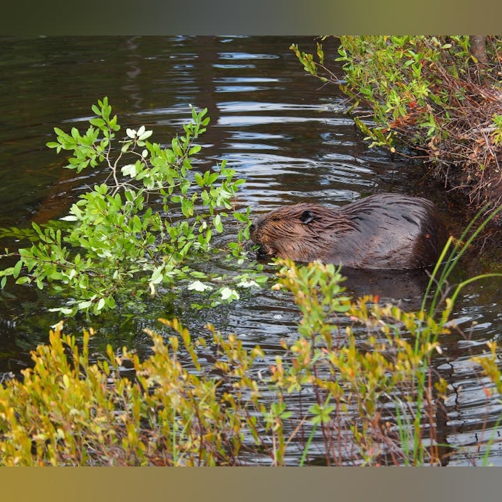 A beaver in water gnawing on branches with green leaves.