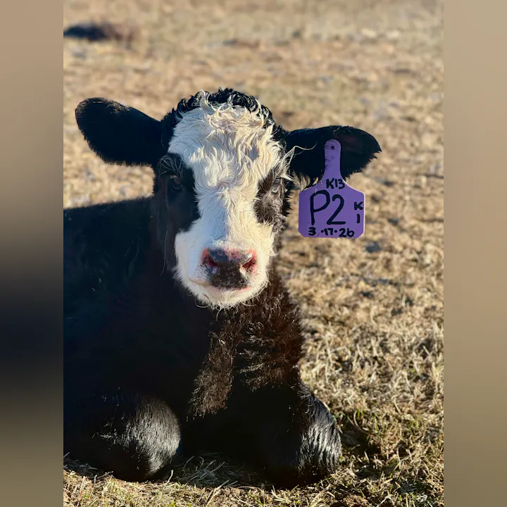 A small black-and-white calf resting on the ground, wearing an identification tag with the number "P2" and a date.