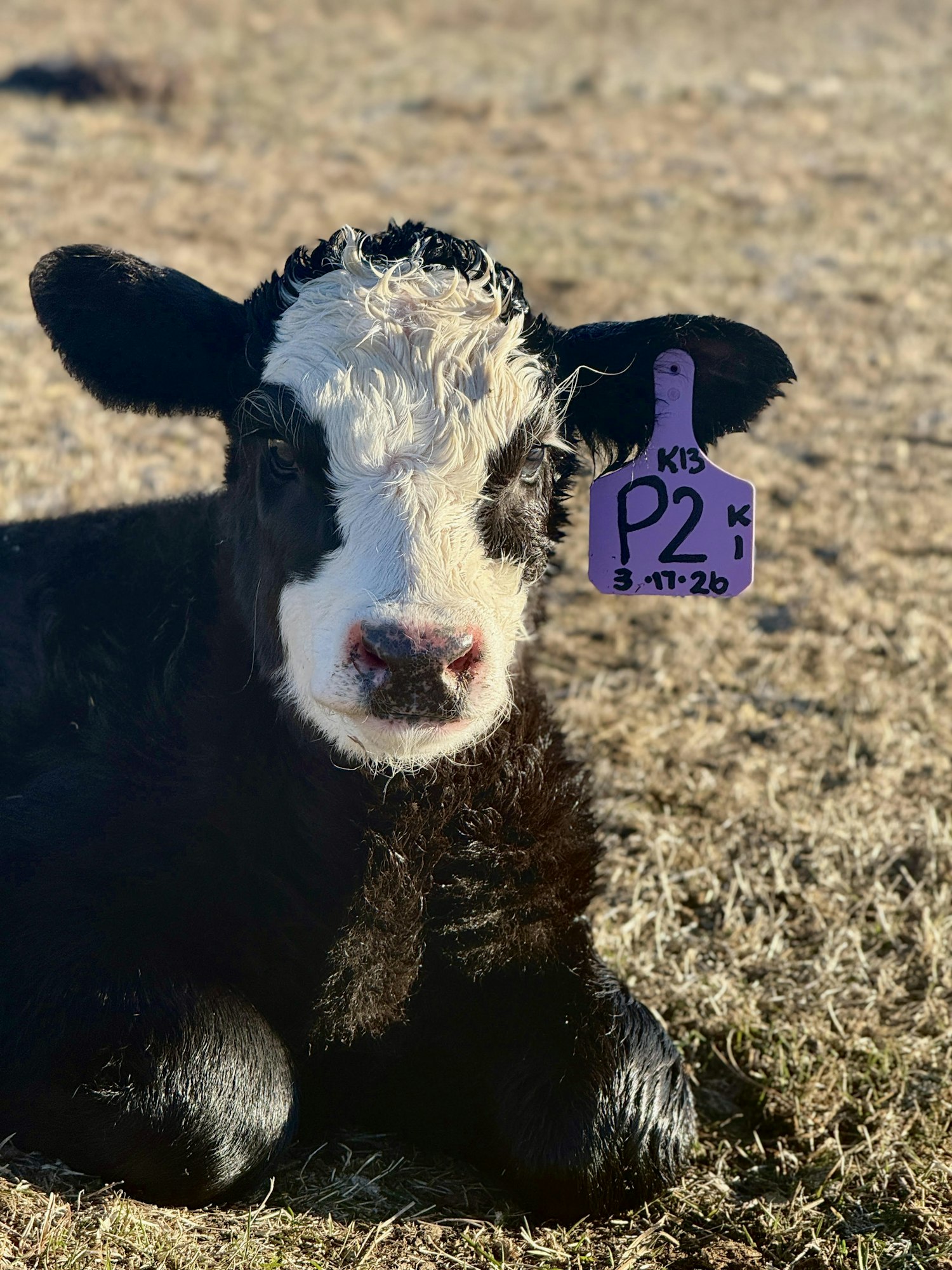 A small black-and-white calf resting on the ground, wearing an identification tag with the number "P2" and a date.