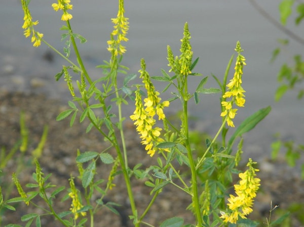 Yellow wildflowers with green leaves growing outdoors.