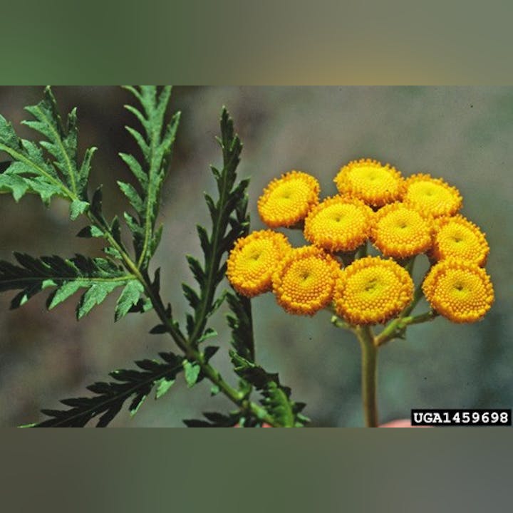 Bright yellow flowers with button-like appearance and a green leafy stem.