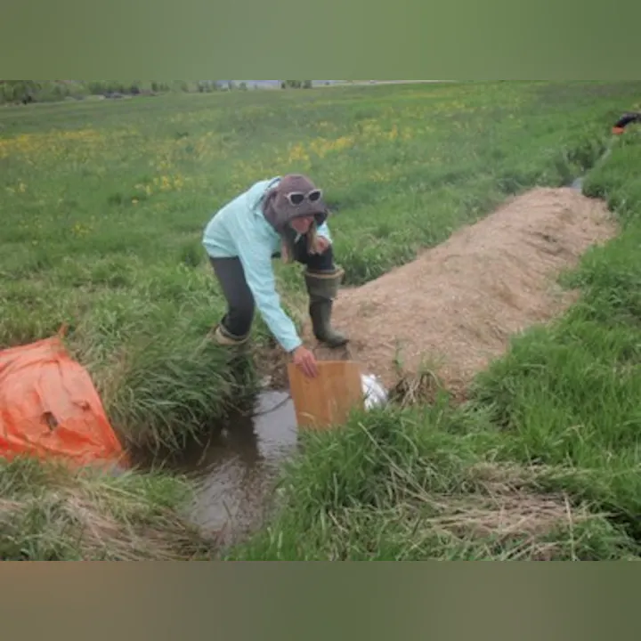 A person in a hat and goggles is kneeling by a stream, placing a board down in a grassy field. Orange fabric is nearby.