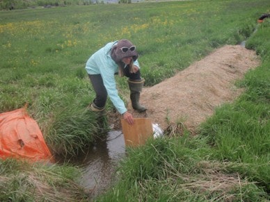A person in a hat and goggles is kneeling by a stream, placing a board down in a grassy field. Orange fabric is nearby.
