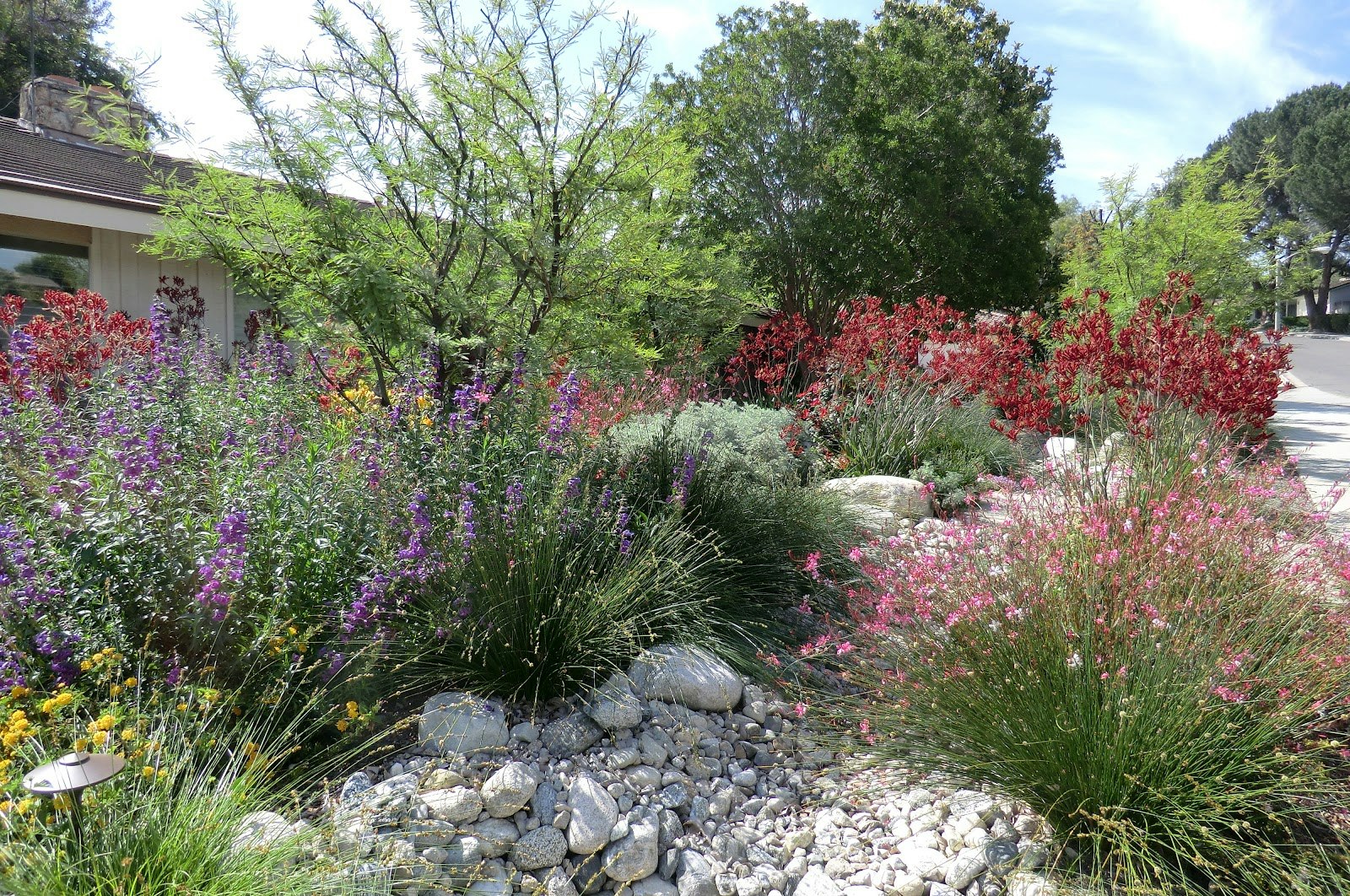 California friendly landscape with spring blooms and river rock.