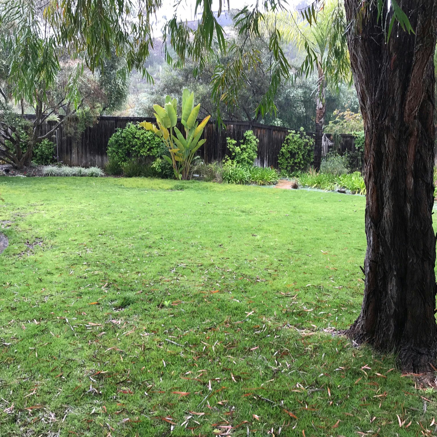 May contain: yard, nature, outdoors, grass, plant, and tree