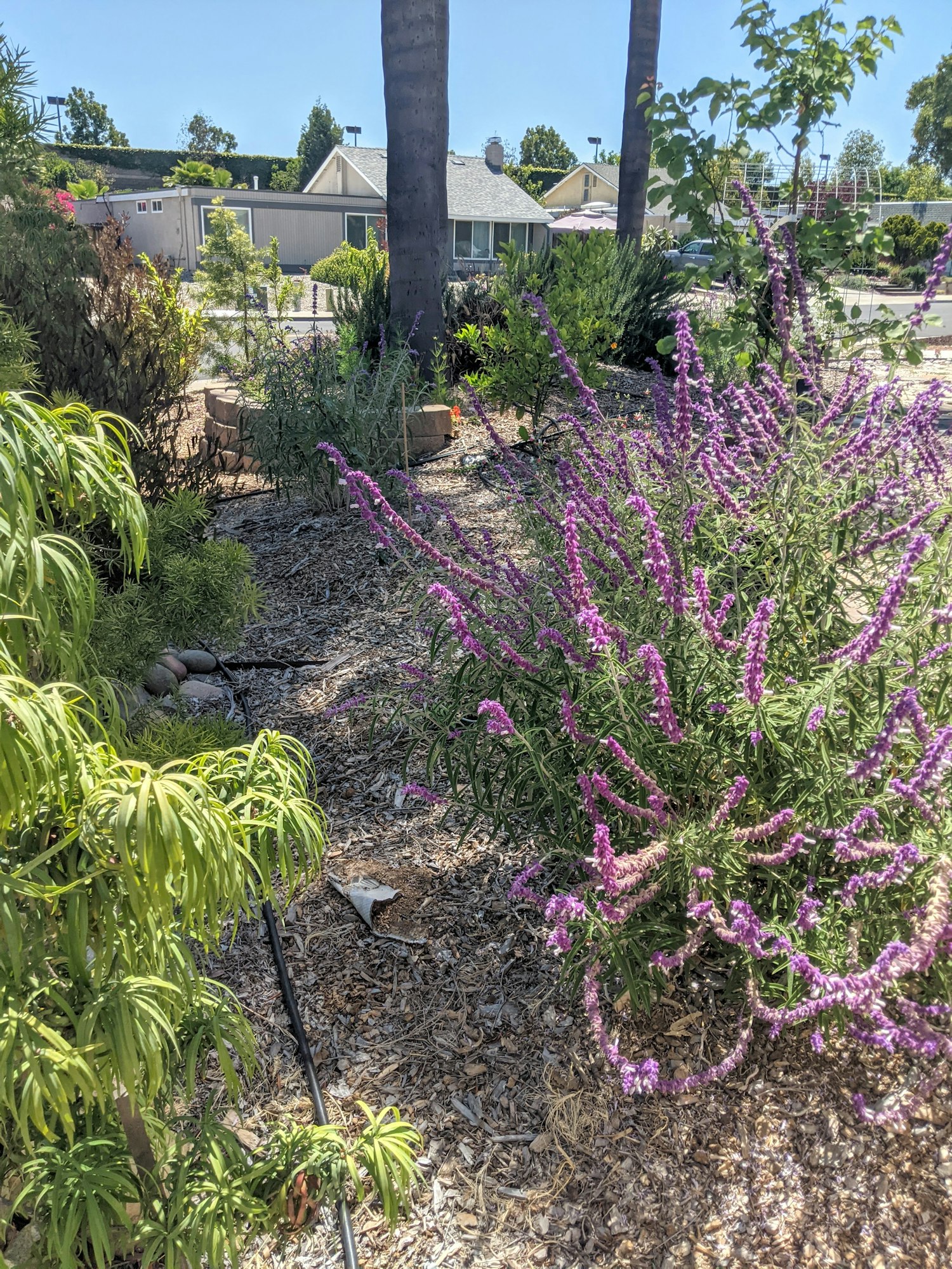 May contain: garden, outdoors, arbour, and plant